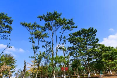 տ