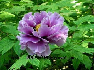 䬻
