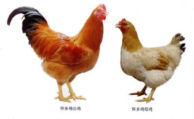 ˻缦