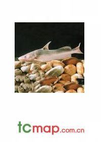 Ĵd