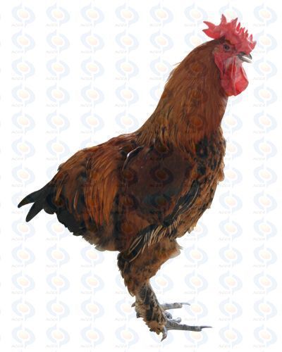 նư
