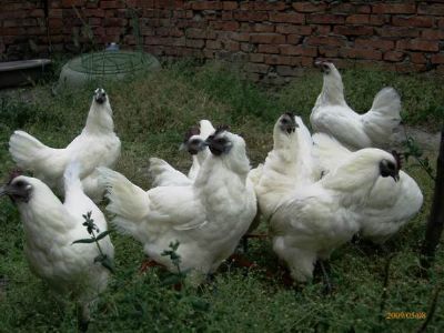 ڼ