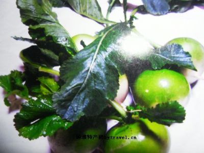 ˼ܲ
