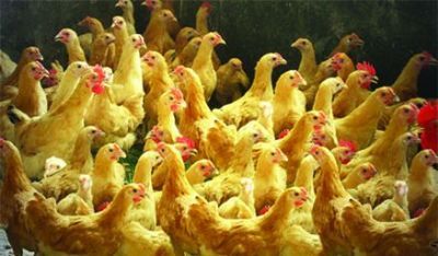 ĻƼ