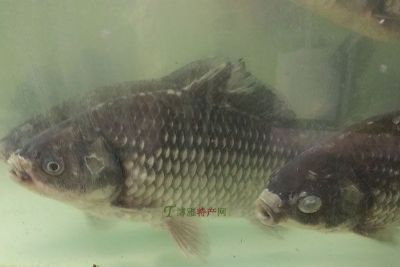 潭