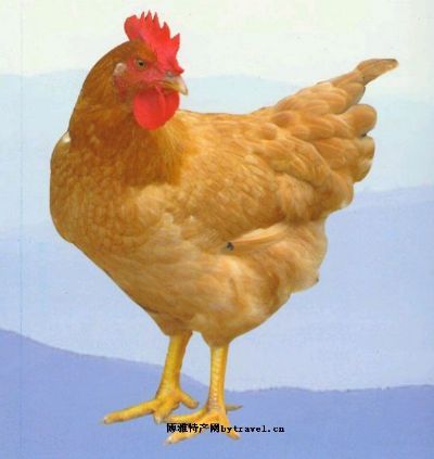 Ƽ