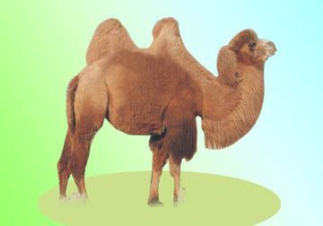 ľ˫