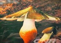 ϼ