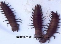 娼׼г