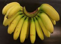 ֶ㽶