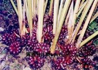ϲݹ