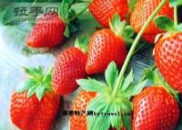 ٳɲݮ