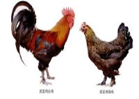 䶨
