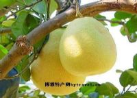 ĵ