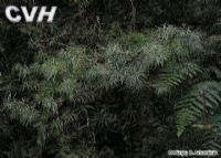 ϴɽɼ