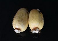 ƽź