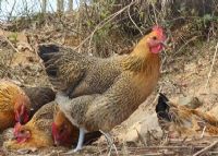 ĵ켦