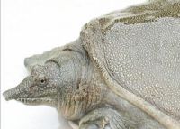 ¼