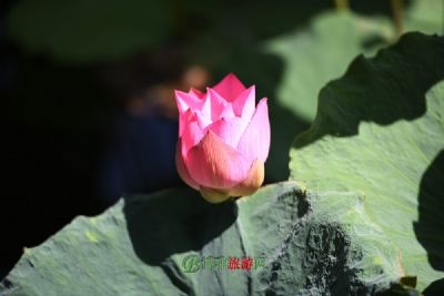 ںӾ