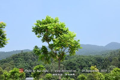 ξ