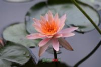 ź
