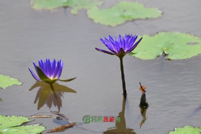 ӰȻ