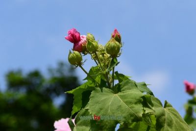 Ȫ