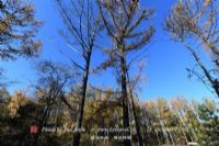石柱黄水森林公园