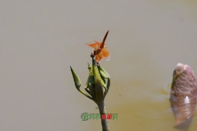 ŬȻ