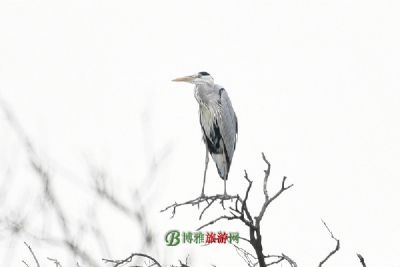 Գ˱