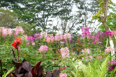 香山桃花涧