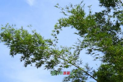 ̹羰
