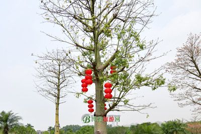 ϻʸ