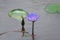 ǿ