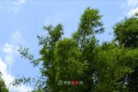 綴羰