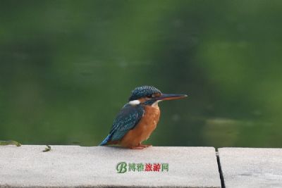 Ȼ