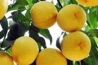 Ź