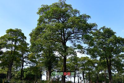 Ȫ
