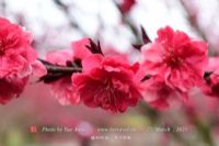 黄桥桃花源