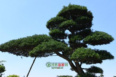 賡