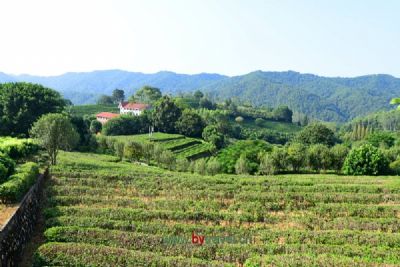 賡