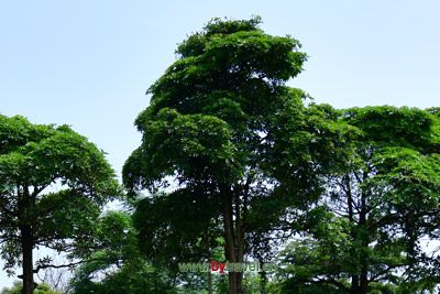 촺Ļ