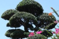 ˫Ʒ