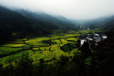 鶴