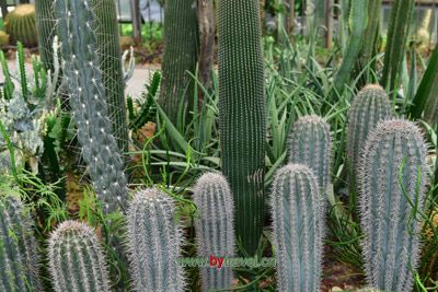 Ļ