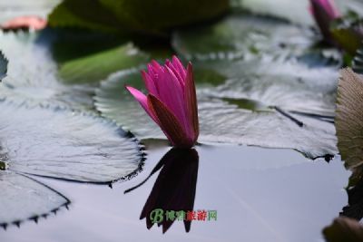 ũũׯ