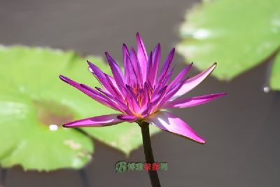羰