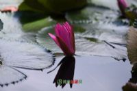ũũׯ