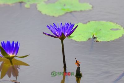 ʯԴˮ羰
