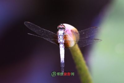 ƺˮ羰